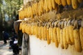 Drying corn Royalty Free Stock Photo