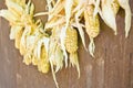 Drying corn cobs Royalty Free Stock Photo
