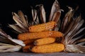 Drying corn cobs Royalty Free Stock Photo