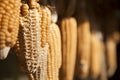 Drying Corn Cobs Royalty Free Stock Photo