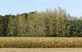 Drying corn field due to drought Royalty Free Stock Photo