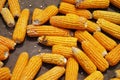 Drying corn Royalty Free Stock Photo