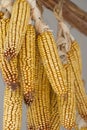 Drying corn Royalty Free Stock Photo