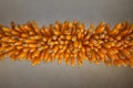 Drying corn or maize hung in rustic Uttarakhand, India, showcasing traditional rural harvest methods Royalty Free Stock Photo