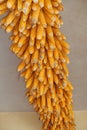 Drying corn or maize hung in rustic Uttarakhand, India, showcasing traditional rural harvest methods Royalty Free Stock Photo