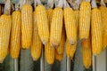 Drying corn Royalty Free Stock Photo