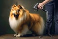 Drying dog hair with a border collie by a groomer