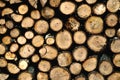 Drying FireWood Royalty Free Stock Photo