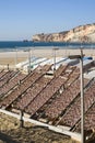 Drying fish Royalty Free Stock Photo