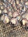 Drying fish for food preservative