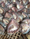 Drying fish for food preservative