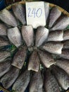 Drying fish for food preservative