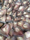 Drying fish for food preservative