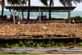 Drying fish on the shore of a tropical sea