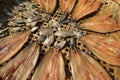 Drying fish in the sun for food preservation