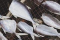 Drying fish in sunlight Royalty Free Stock Photo