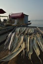 Drying fish under sunlight