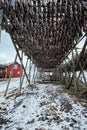 Drying flakes for stockfish cod fish in winter. Lofoten islands, Royalty Free Stock Photo