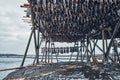 Drying flakes for stockfish cod fish in winter. Lofoten islands, Royalty Free Stock Photo