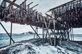 Drying flakes for stockfish cod fish in winter. Lofoten islands, Royalty Free Stock Photo