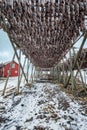 Drying flakes for stockfish cod fish in winter. Lofoten islands, Royalty Free Stock Photo