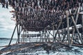 Drying flakes for stockfish cod fish in winter. Lofoten islands, Royalty Free Stock Photo