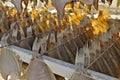 Drying Flatfish (Sole) Royalty Free Stock Photo