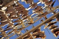 Drying Flatfish (Sole) Royalty Free Stock Photo