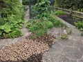 Drying potatoes in organic kitchen garden