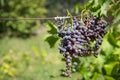 Drying grapes in the sun Royalty Free Stock Photo