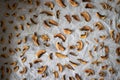 Drying handpicked mushrooms, typical Czech autumn hobby