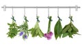 Drying Herb Bunches