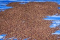 Drying honey coffee beans process