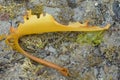 Drying kelp frond at low tide