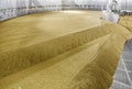 A drying kiln at a baley malting plant filled with sprouted barley