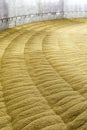 A drying kiln at a baley malting plant filled with sprouted barley