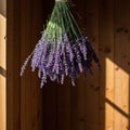 Drying Lavender Bouquet Hanging on Wooden Wall Royalty Free Stock Photo