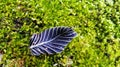 Drying leaf