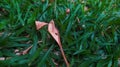 a drying leaf in the middle of the grass Royalty Free Stock Photo
