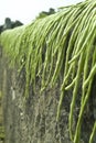 Drying long green beans