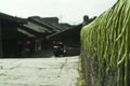 Drying long green beans on bridge Royalty Free Stock Photo