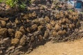 Drying manure in Xinaliq Khinalug village, Azerbaij