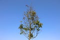 A drying maple tree, only a few leaves left