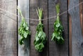 Drying the medicinal plant Melissa lemon balm Royalty Free Stock Photo