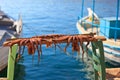 Drying octopus on Crete, Greece Royalty Free Stock Photo
