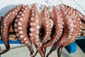 Drying octopus, Naxos, Greece Royalty Free Stock Photo