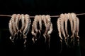 Drying octopus, Naxos, Greece Royalty Free Stock Photo