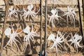 Drying octopus in Portugal