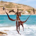 Drying octopus on sun. Crete, Greece. Royalty Free Stock Photo