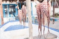 Drying octopus in sun on Kos island Royalty Free Stock Photo